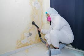 Best Mold Removal for HVAC Installations in USA